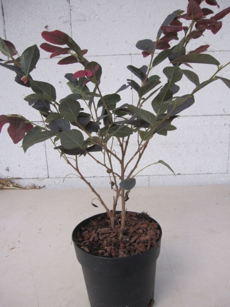 Loropetalum chinense Ruby Snow 3